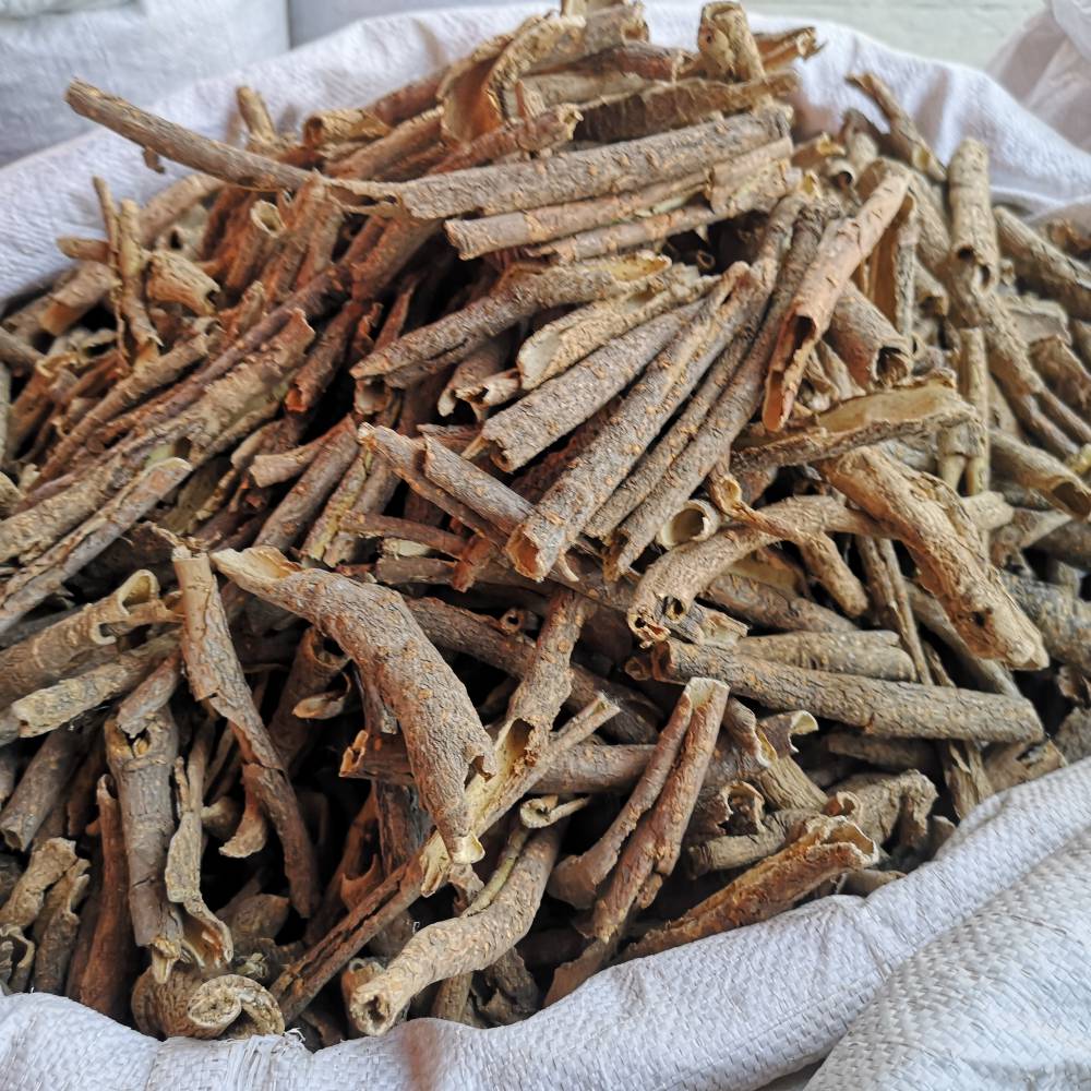 刺五加的藥用價值與相關(guān)應(yīng)用場景